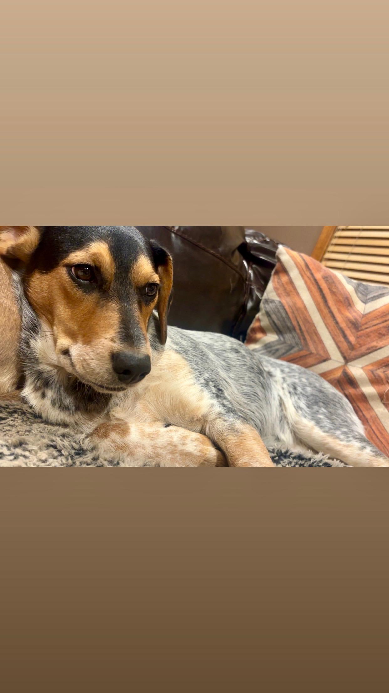 Enlarge Dolly Mae: Sweet as Soda Pop, a ADOPTABLE mixed breed in Franklin, TN image 3/3