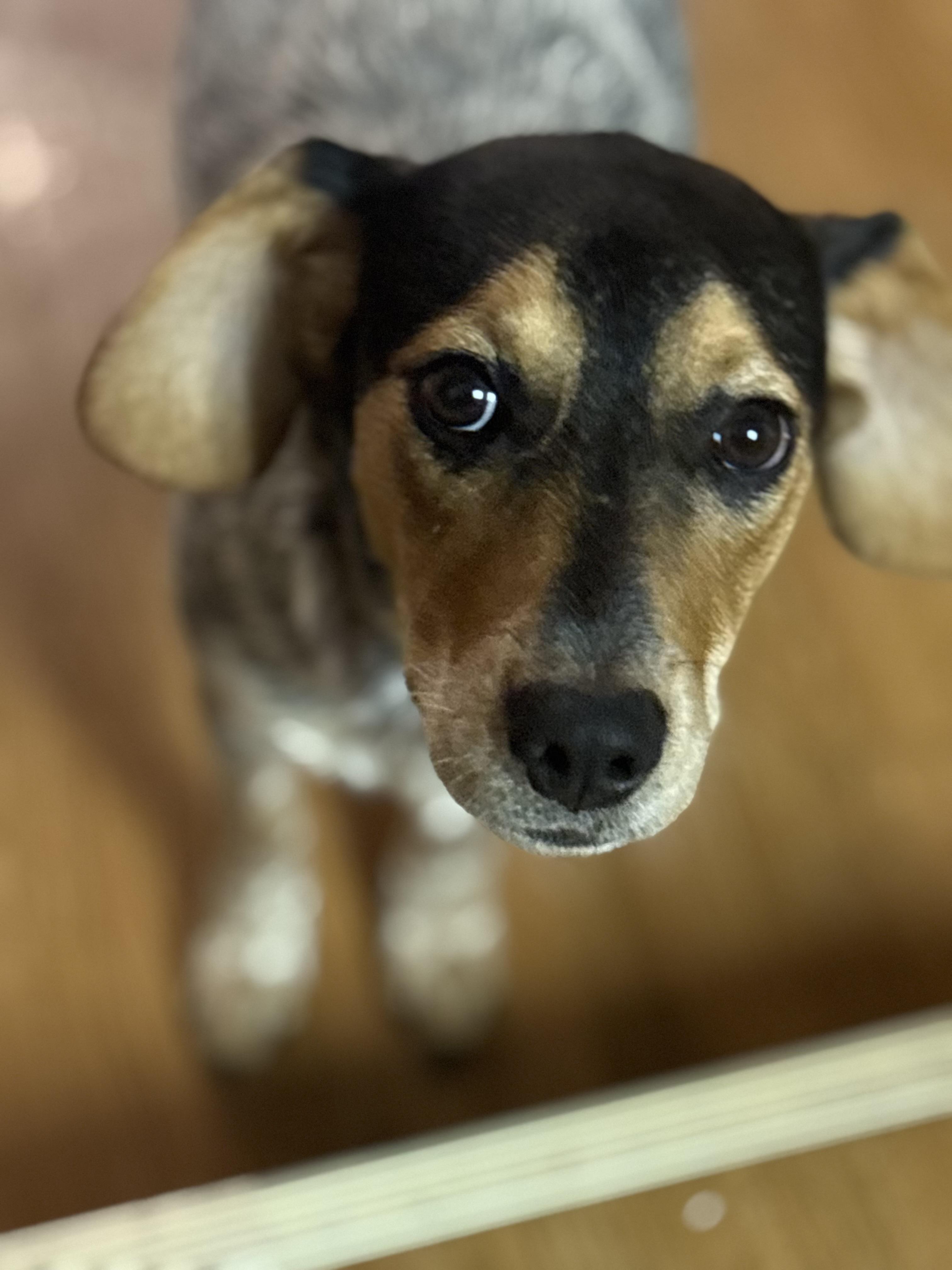 Enlarge Dolly Mae: Sweet as Soda Pop, a ADOPTABLE mixed breed in Franklin, TN image 2/3