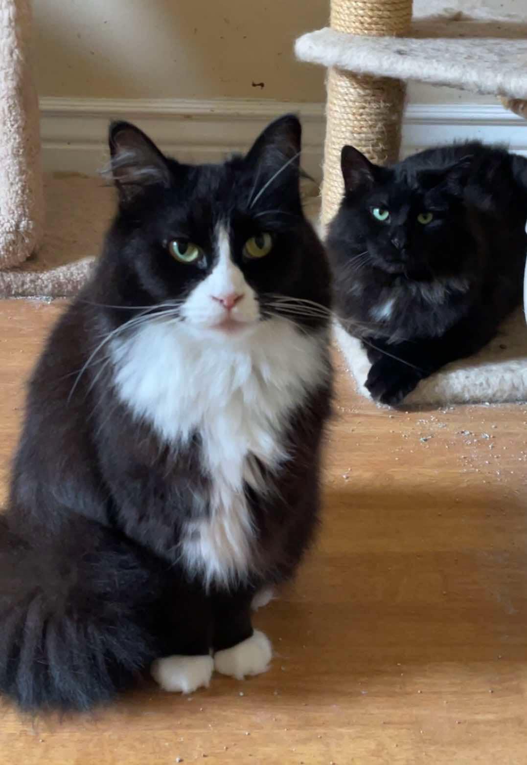 Bullseye, Adoptable, Adult Male Domestic Long Hair.