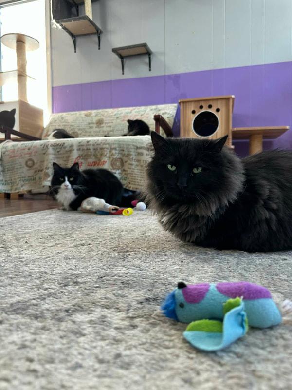 Bullseye, a Adoptable Domestic Long Hair in Kalamazoo, MI image 4/5