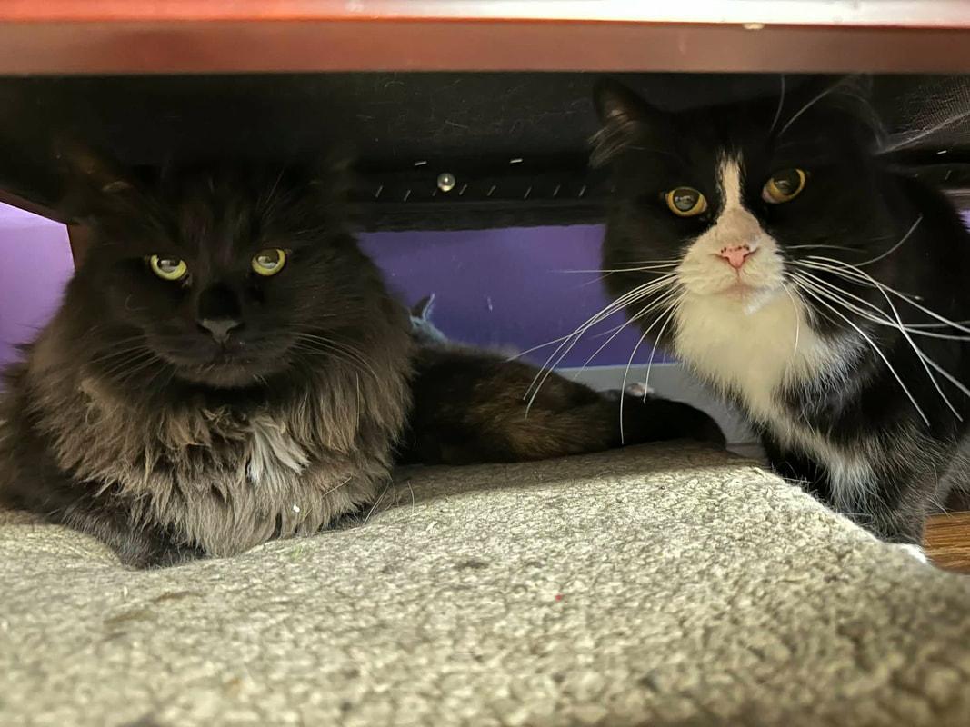 Bullseye, a Adoptable Domestic Long Hair in Kalamazoo, MI image 5/5