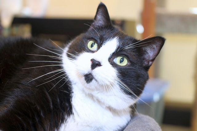 Barry, a Adoptable Domestic Short Hair in Portland, OR image 1/4