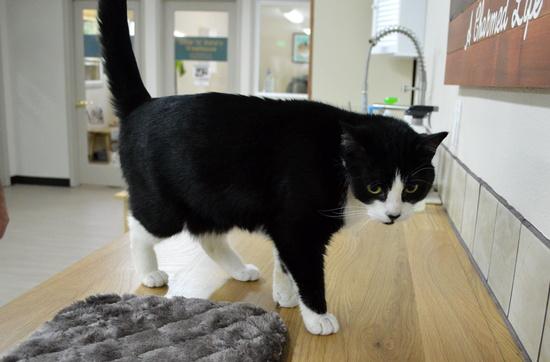 Enlarge Barry, a Adoptable Domestic Short Hair in Portland, OR image 1/4