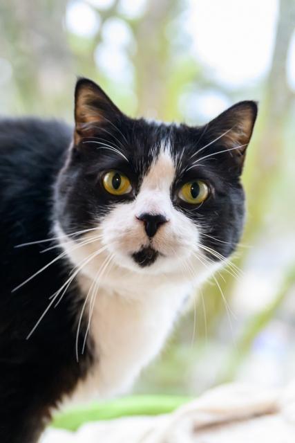 Enlarge Barry, a Adoptable Domestic Short Hair in Portland, OR image 3/6