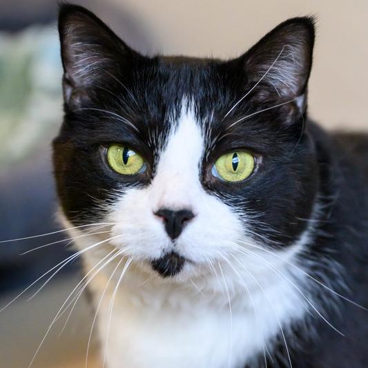 Enlarge Barry, a Adoptable Domestic Short Hair in Portland, OR image 5/6