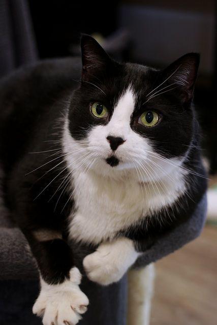 Enlarge Barry, a Adoptable Domestic Short Hair in Portland, OR image 4/4