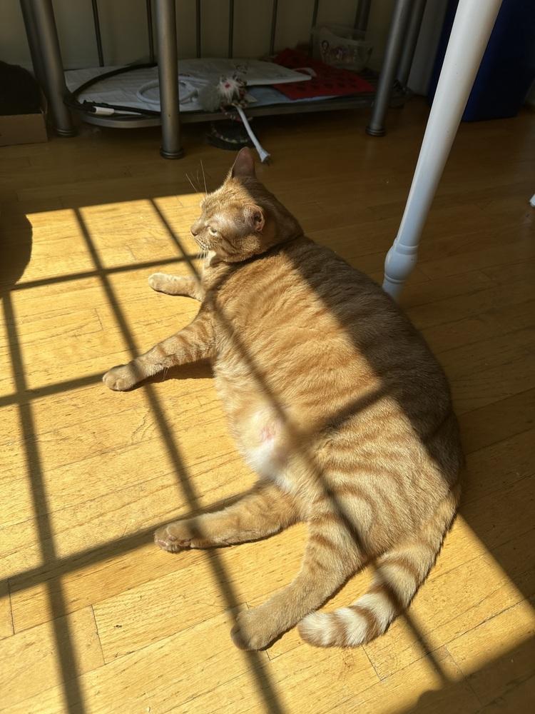 Ginny, a Adoptable mixed breed in Vienna , VA image 1/3