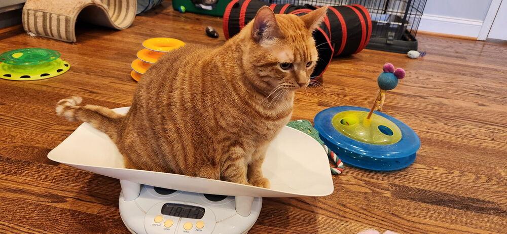 Enlarge Ginny, a Adoptable mixed breed in Vienna , VA image 2/5