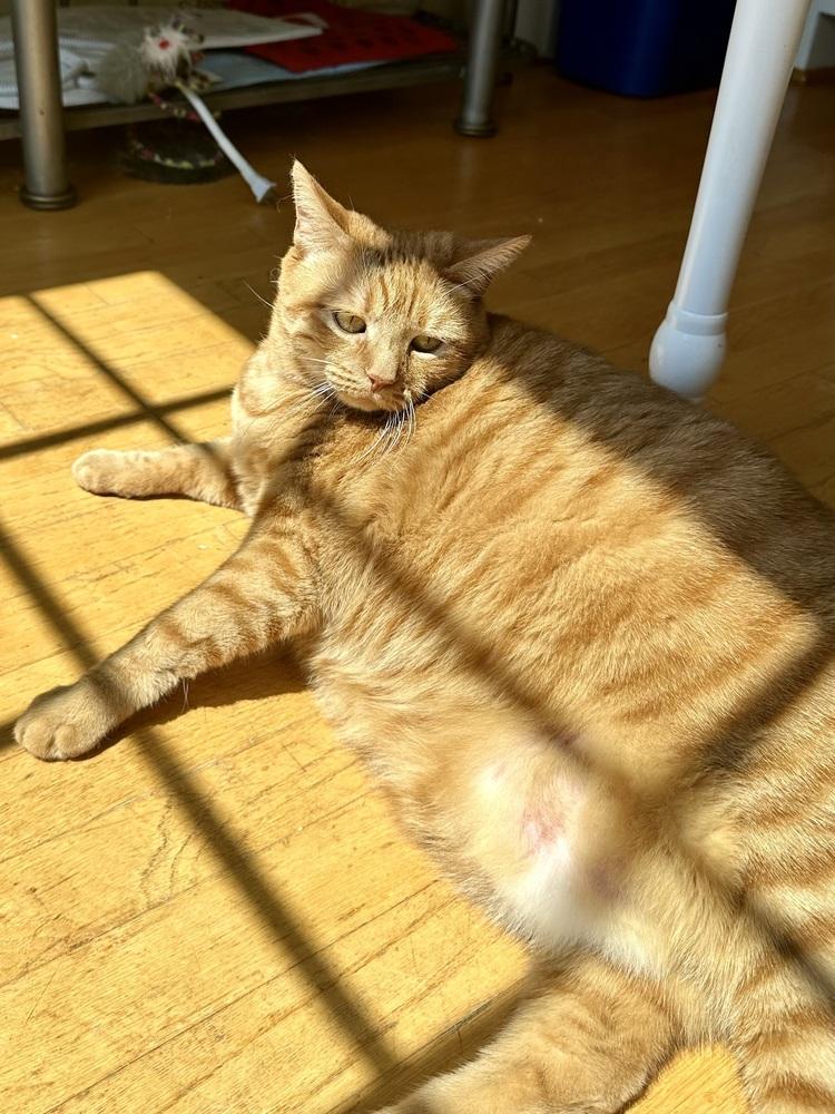 Ginny, Adoptable, Adult Female Domestic Short Hair & Tabby.