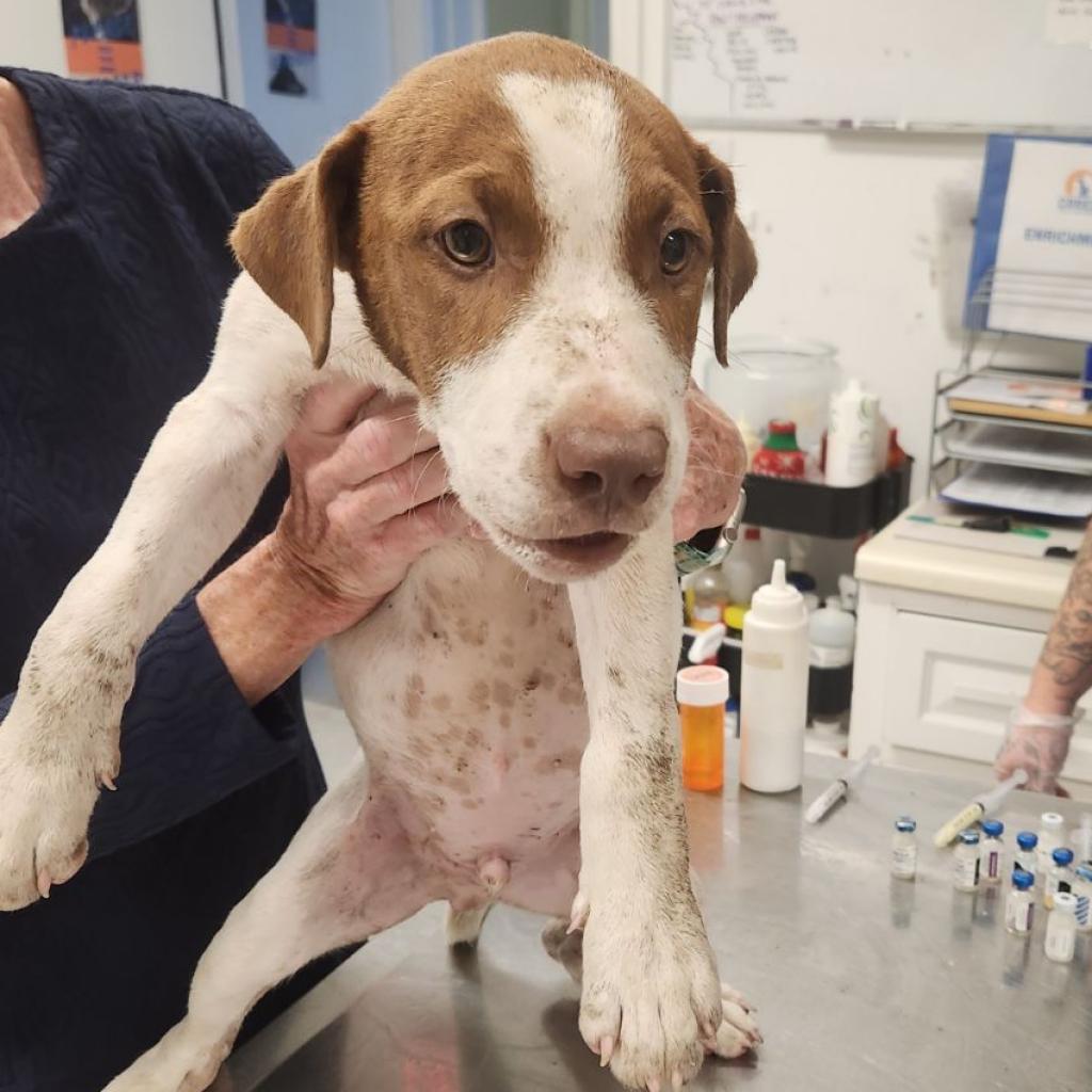 Griffin, Adoptable, Adult Male Labrador Retriever & Terrier.