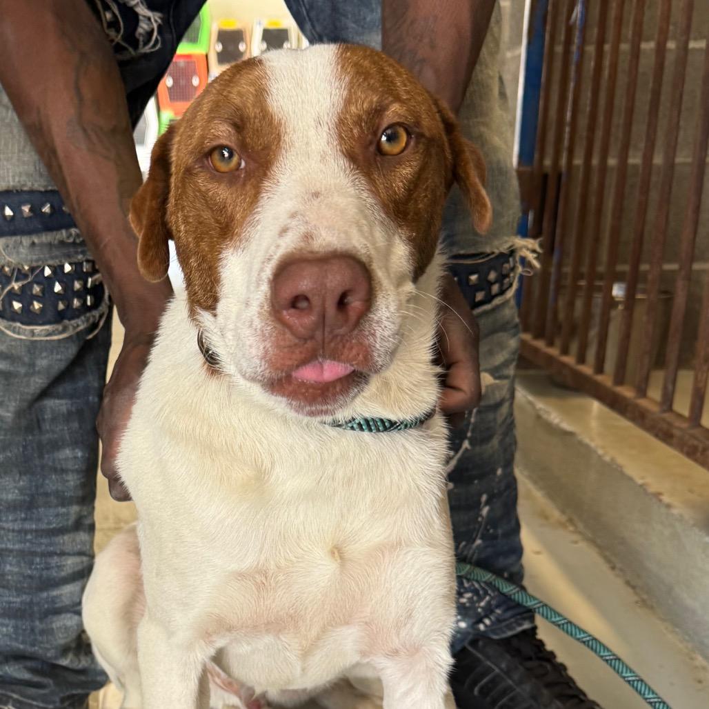 Enlarge Griffin, a Adoptable mixed breed in Clarksdale, MS image 2/4