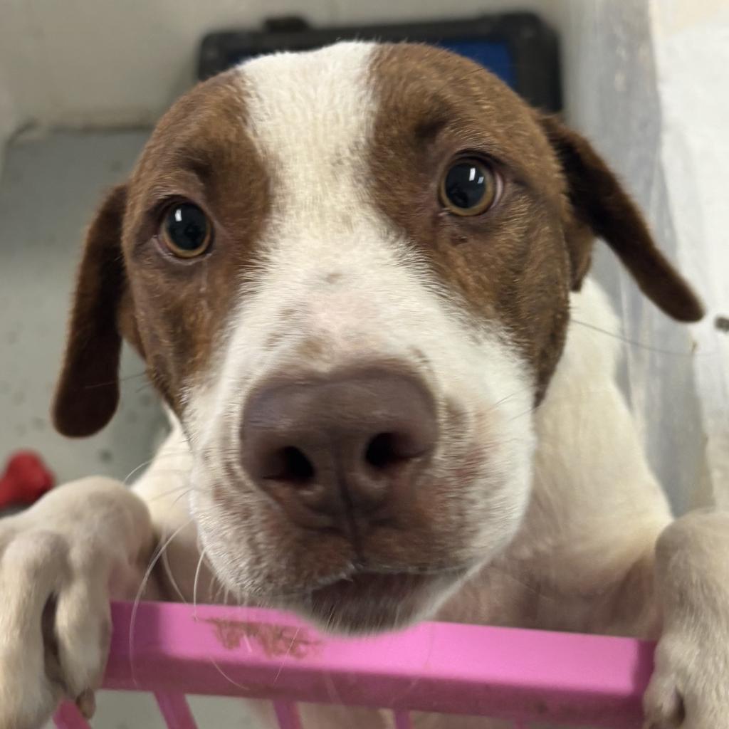 Enlarge Griffin, a Adoptable mixed breed in Clarksdale, MS image 3/4