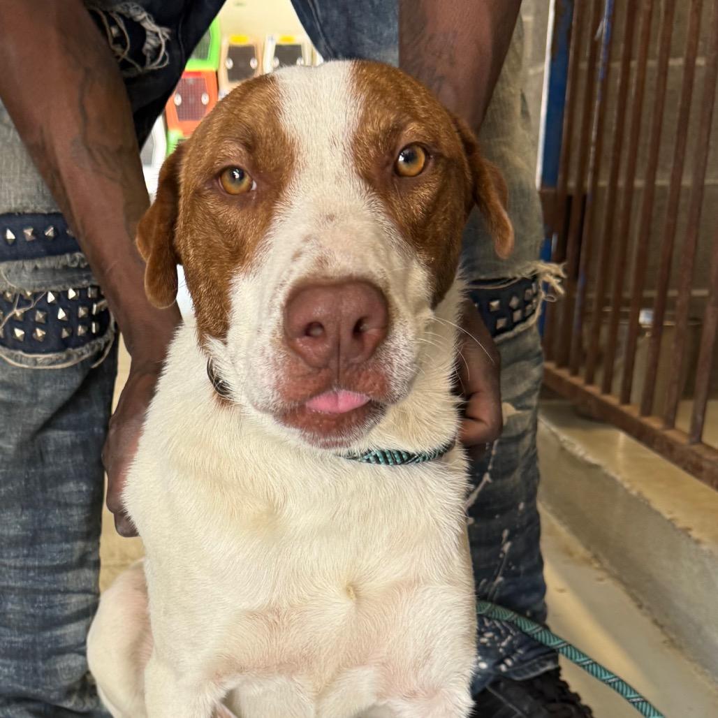 Enlarge Griffin, a Adoptable mixed breed in Clarksdale, MS image 4/4