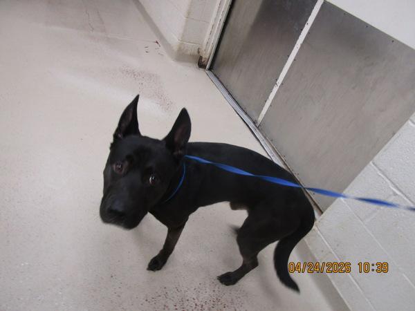 Russell (853), Adoptable, Adult Male Shepherd & Pit Bull Terrier.