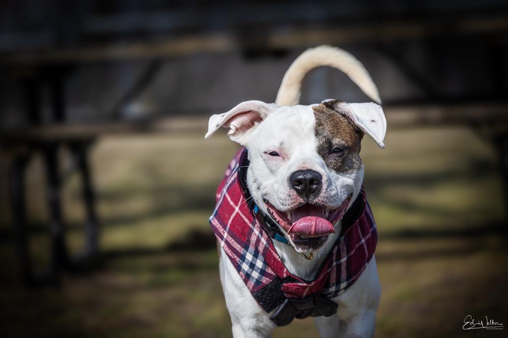 Petey, Adoptable, Young Male American Staffordshire Terrier.