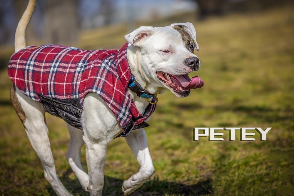 Enlarge Petey, a Adoptable mixed breed in Kettering, OH image 2/3