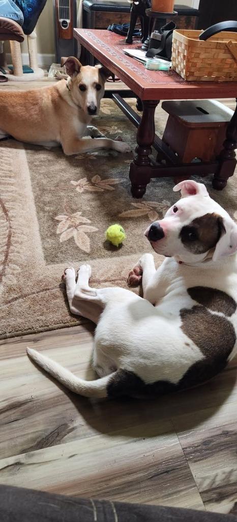 Enlarge Petey, a Adoptable mixed breed in Kettering, OH image 3/3