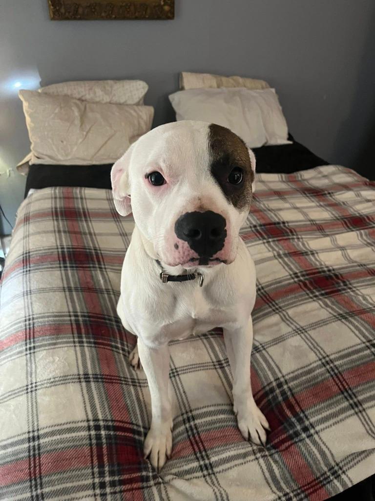 Enlarge Petey, a Adoptable mixed breed in Kettering, OH image 3/3