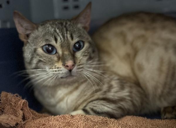 Enlarge Devere-Barn Cat, a Adoptable mixed breed in Vancouver, WA image 1/1