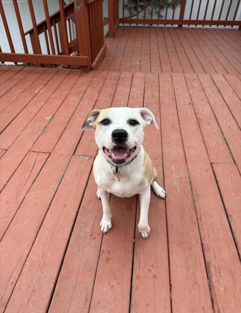 Enlarge Lindy, a Adoptable mixed breed in Boston, MA image 1/6