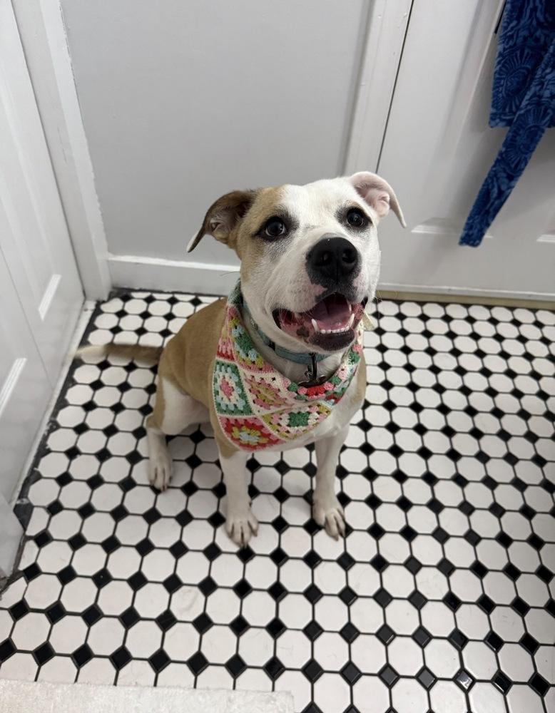 Enlarge Lindy, a Adoptable mixed breed in Boston, MA image 2/6