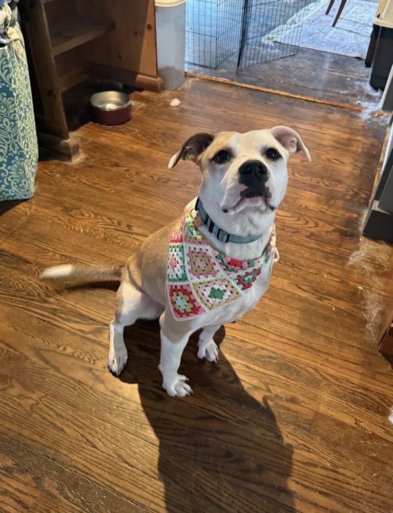 Enlarge Lindy, a Adoptable mixed breed in Boston, MA image 3/6