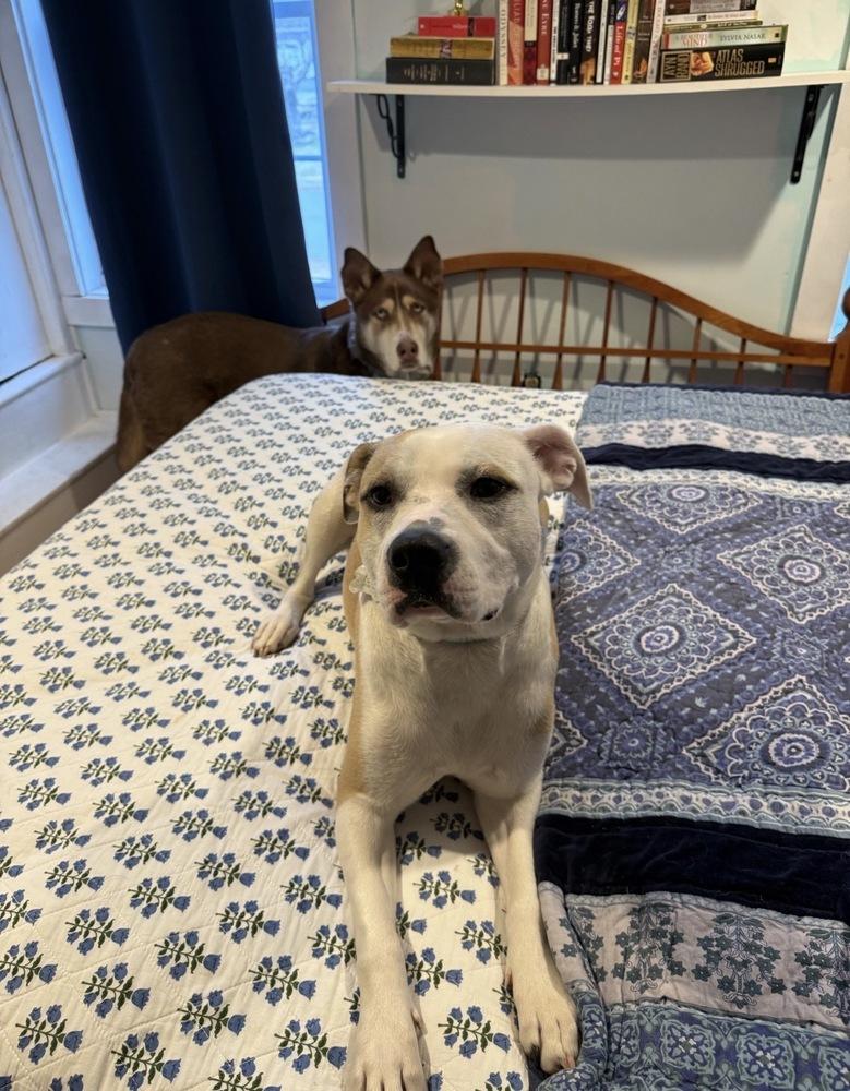 Enlarge Lindy, a Adoptable mixed breed in Boston, MA image 4/6