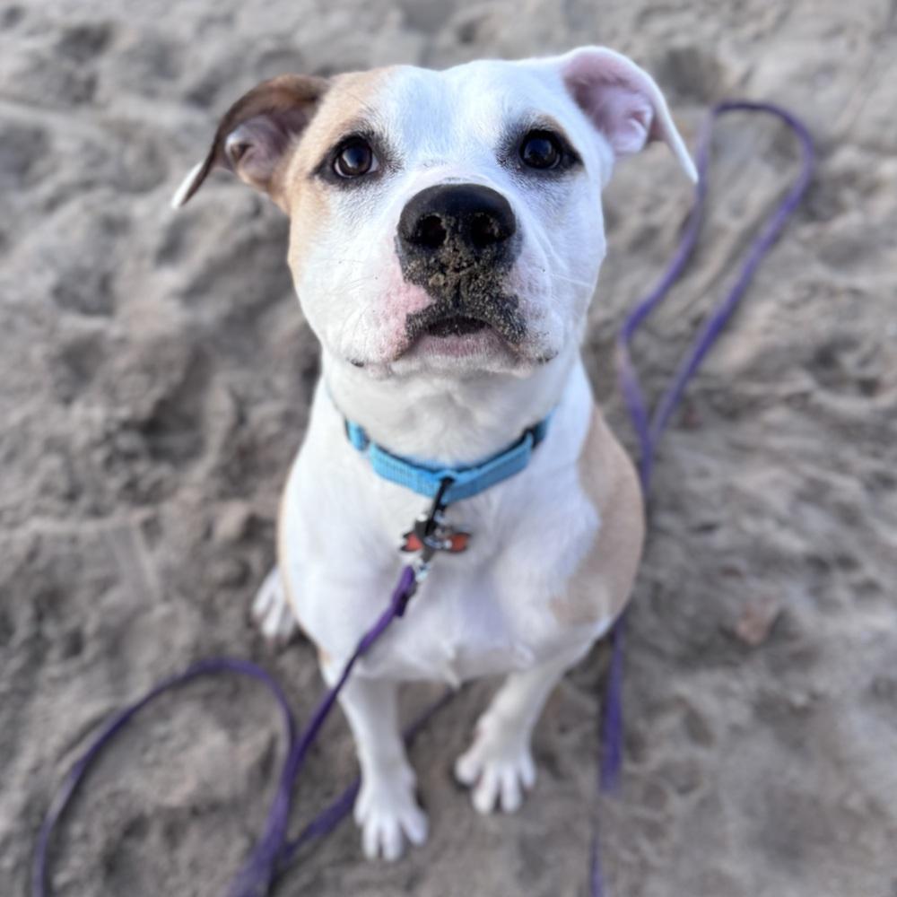 Enlarge Lindy, a Adoptable mixed breed in Boston, MA image 5/6