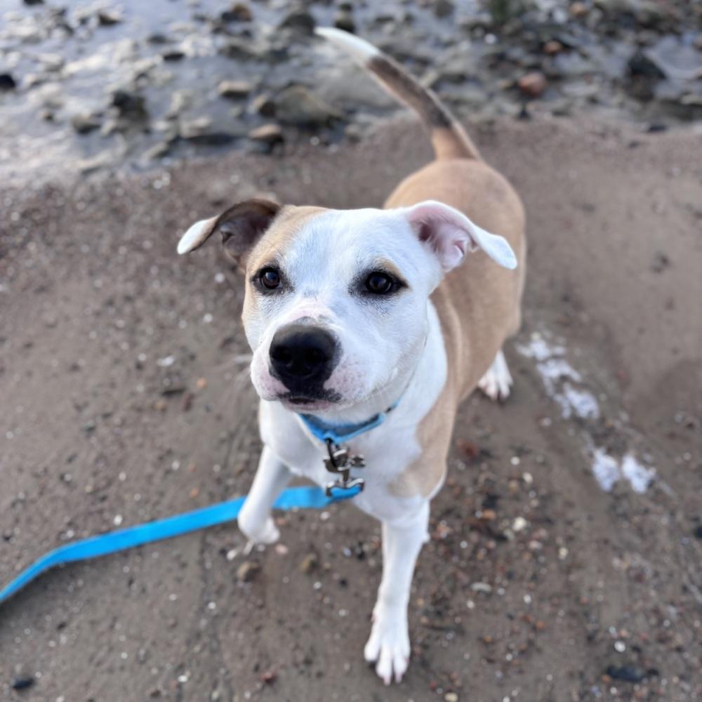 Enlarge Lindy, a Adoptable mixed breed in Boston, MA image 6/6