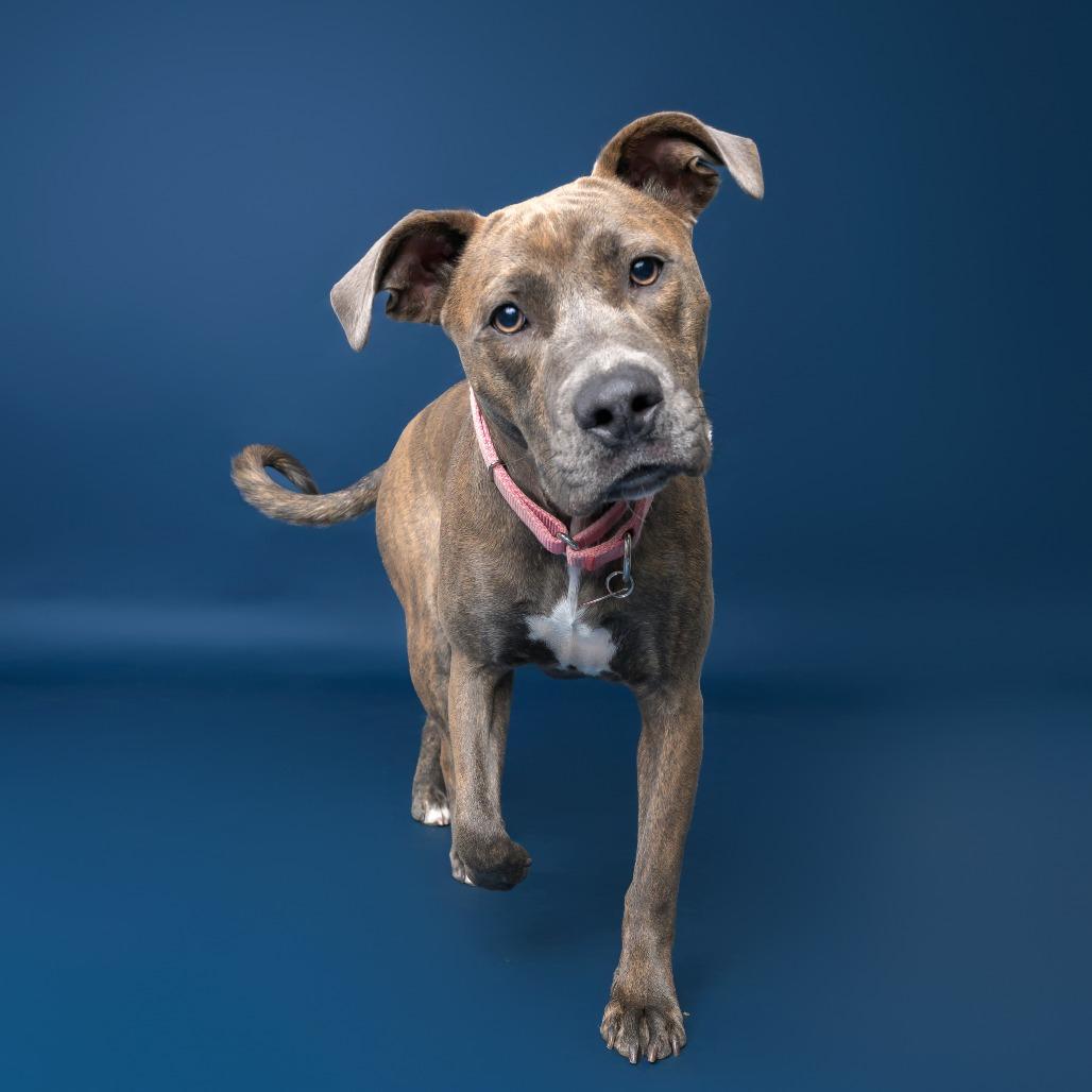 Capri--In Foster, Adoptable, Young Female Pit Bull Terrier & Mixed Breed.