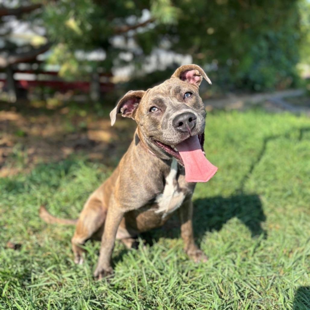 Enlarge Capri--In Foster, a Adoptable mixed breed in Fargo, ND image 2/6