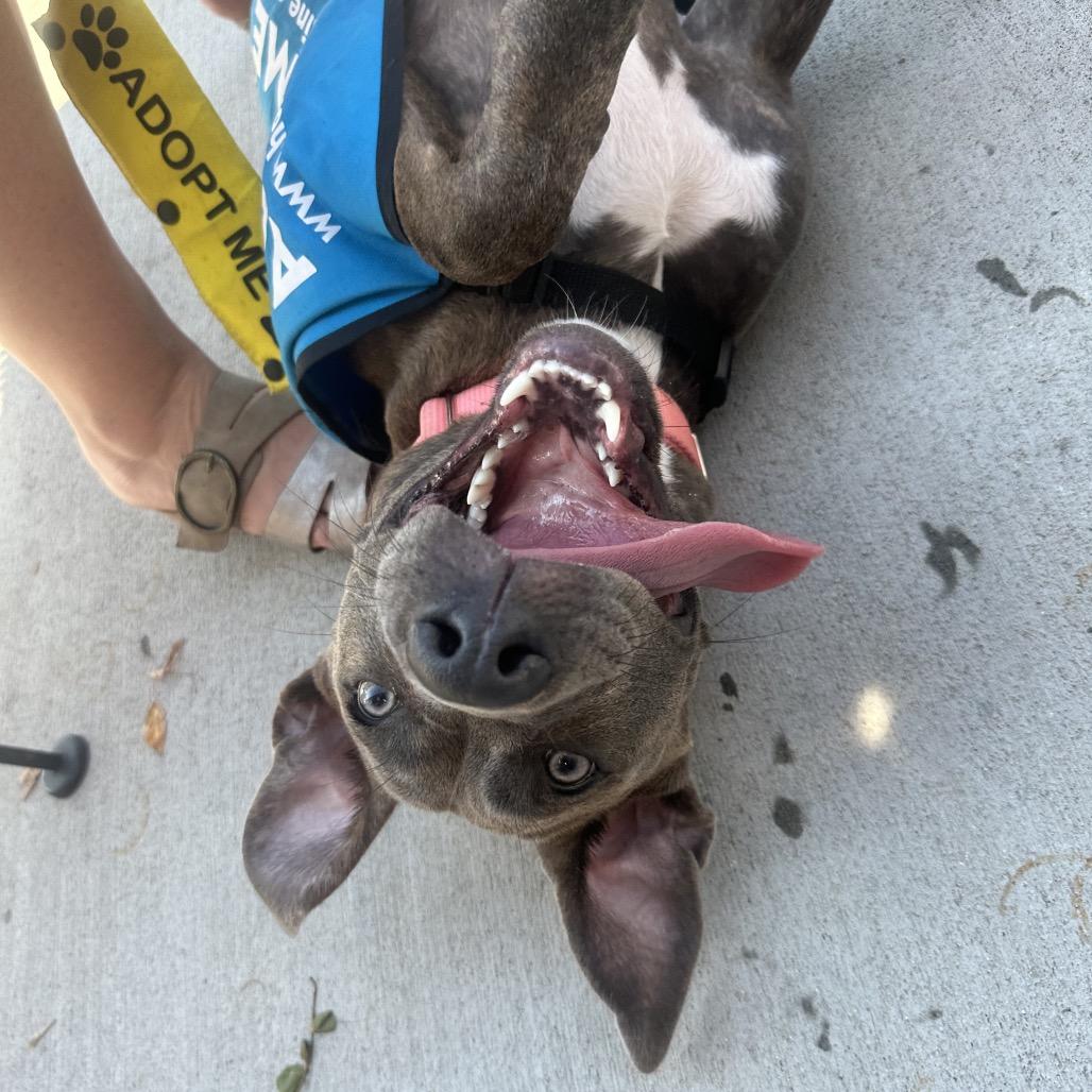 Enlarge Capri--In Foster, a Adoptable mixed breed in Fargo, ND image 4/6