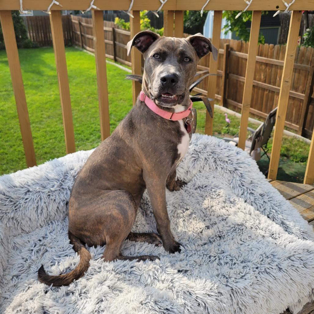 Enlarge Capri--In Foster, a Adoptable mixed breed in Fargo, ND image 5/6