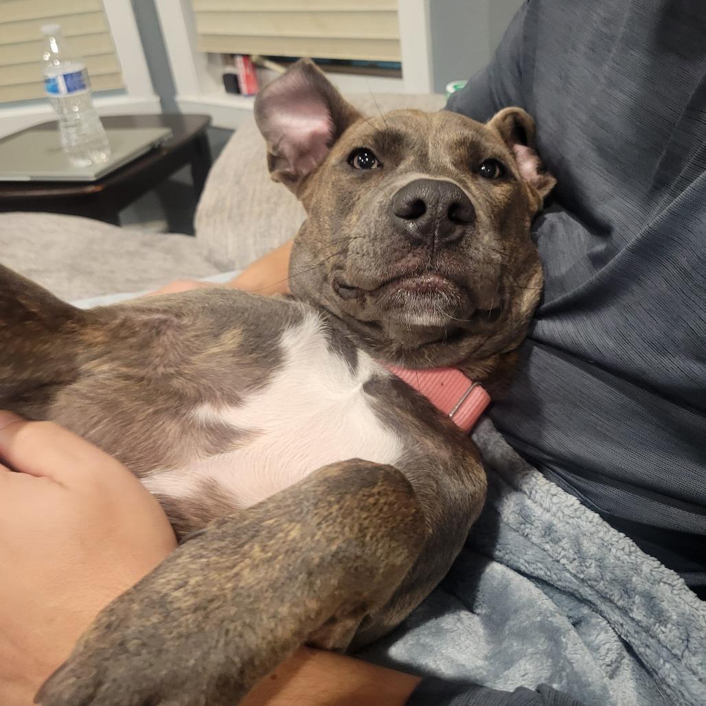 Enlarge Capri--In Foster, a Adoptable mixed breed in Fargo, ND image 6/6