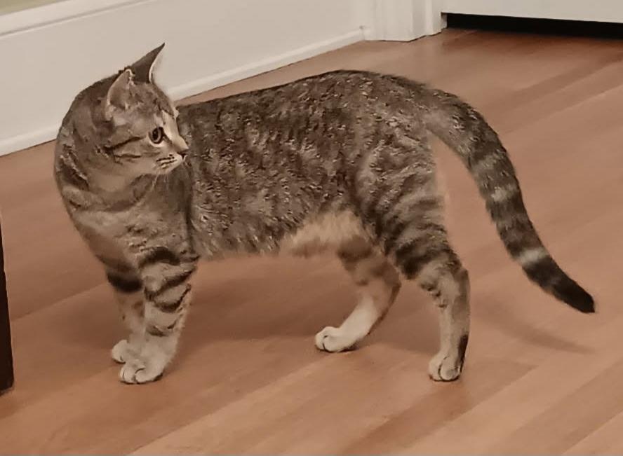 Hattie, ADOPTABLE, Young Female American Shorthair.