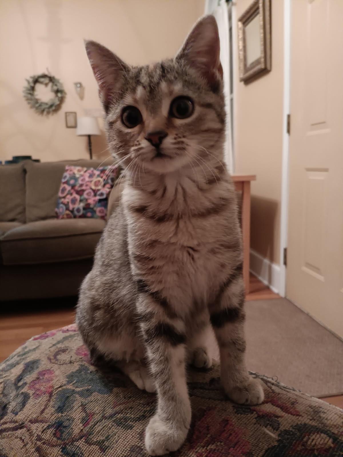 Enlarge Hattie, a ADOPTABLE American Shorthair in Marvin, NC image 2/4