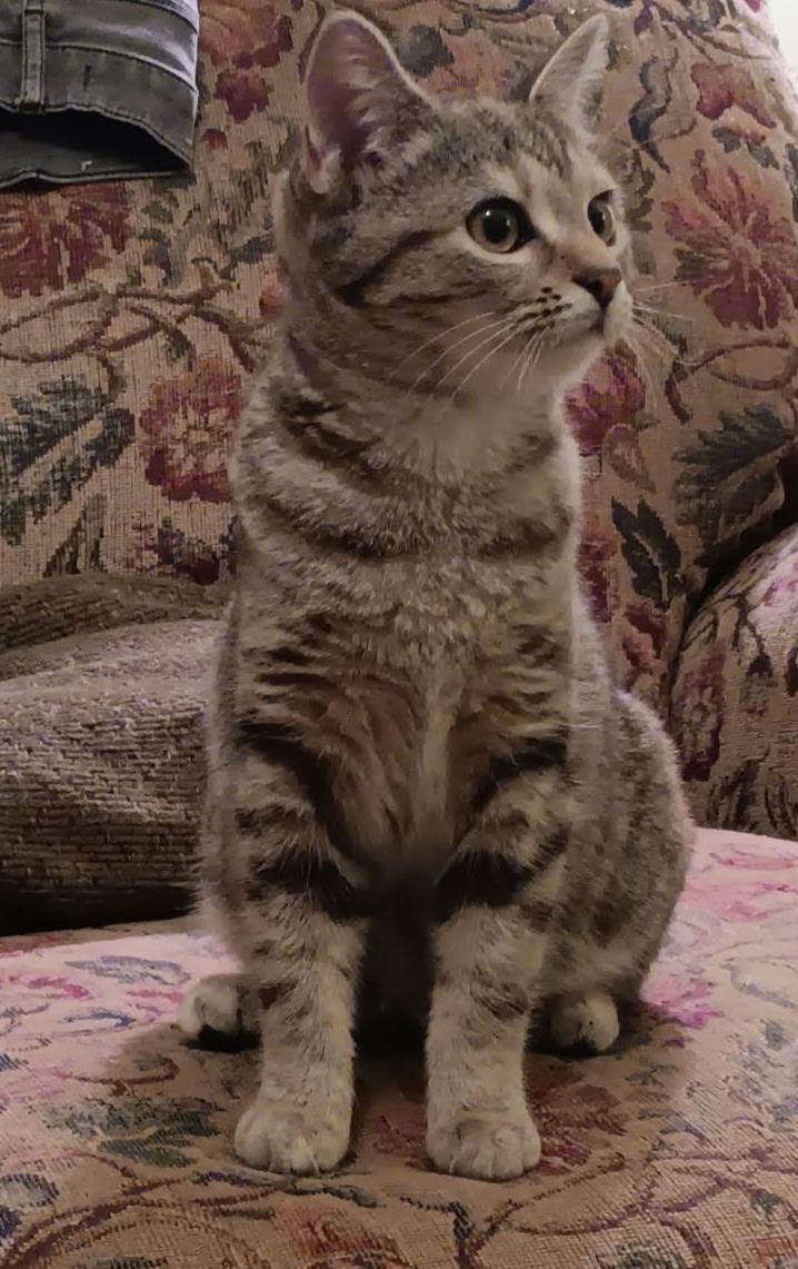 Enlarge Hattie, a ADOPTABLE American Shorthair in Marvin, NC image 3/4