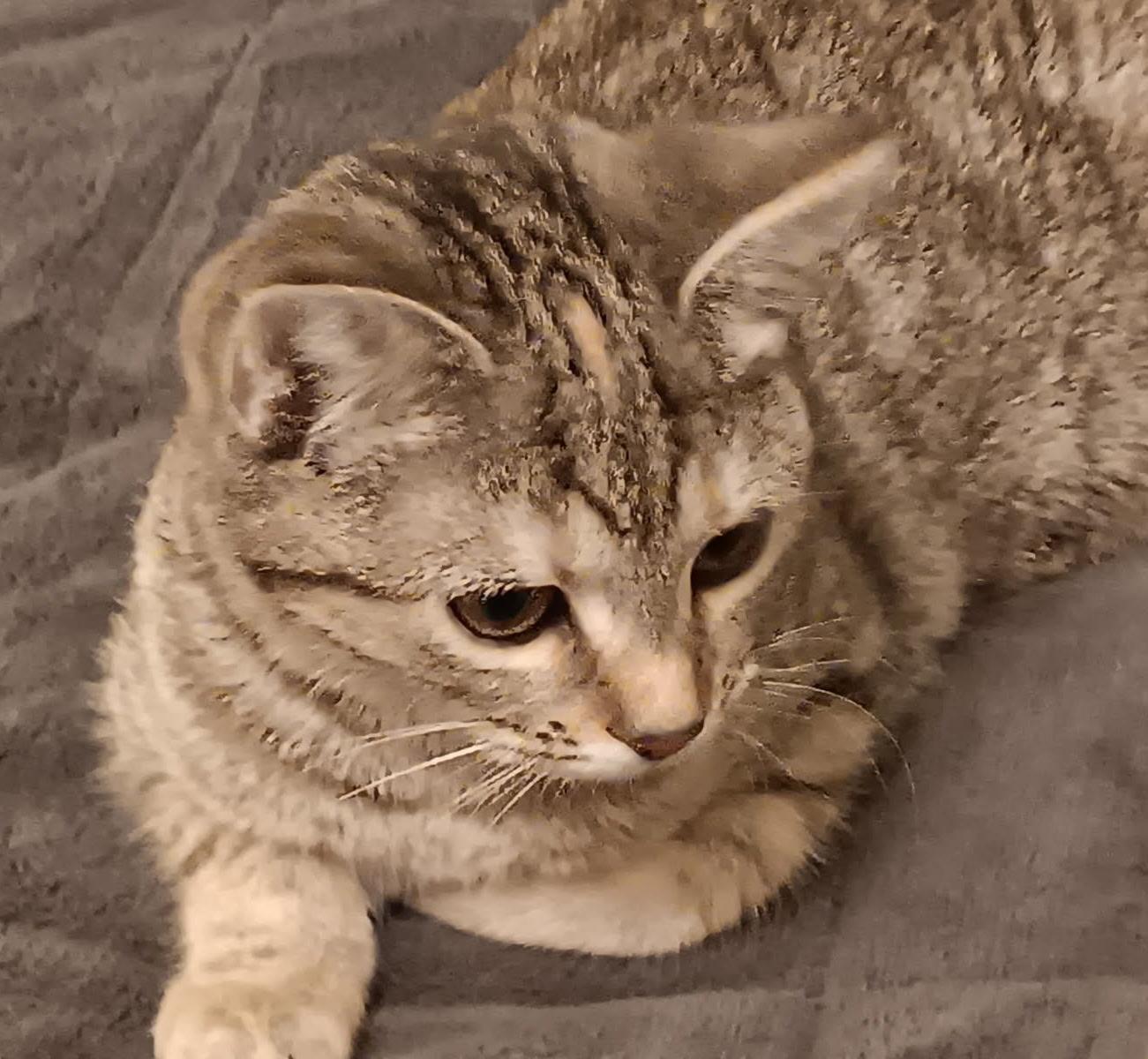 Enlarge Hattie, a ADOPTABLE American Shorthair in Marvin, NC image 4/4