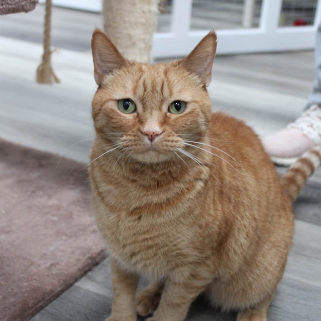 Cinnamon, Adoptable, Adult Male American Shorthair.