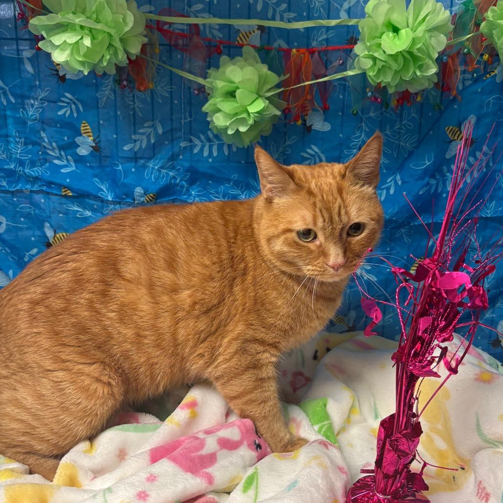 Cinnamon, Adoptable, Adult Male American Shorthair.