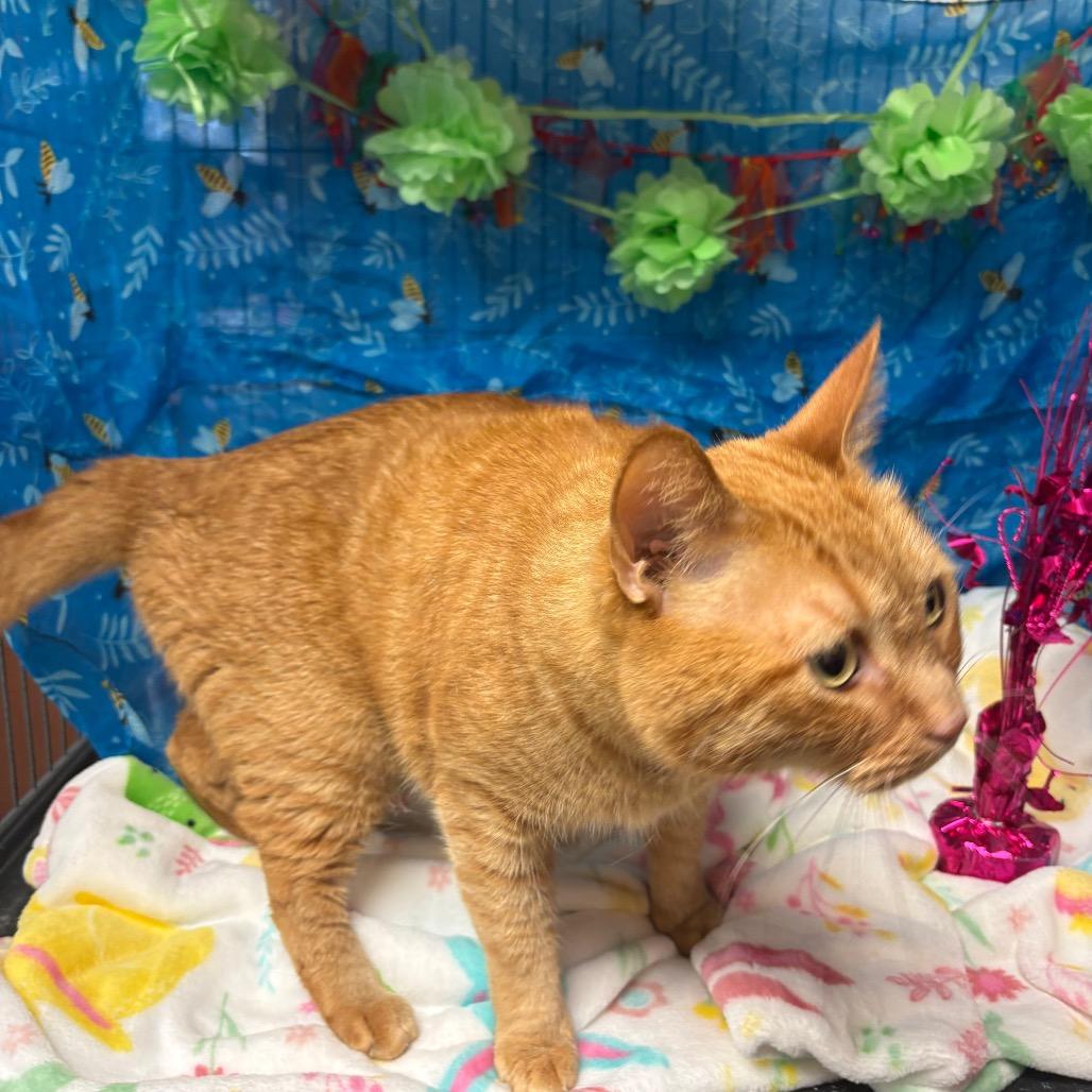 Cinnamon, a Adoptable American Shorthair in Greenfield, IN image 2/2