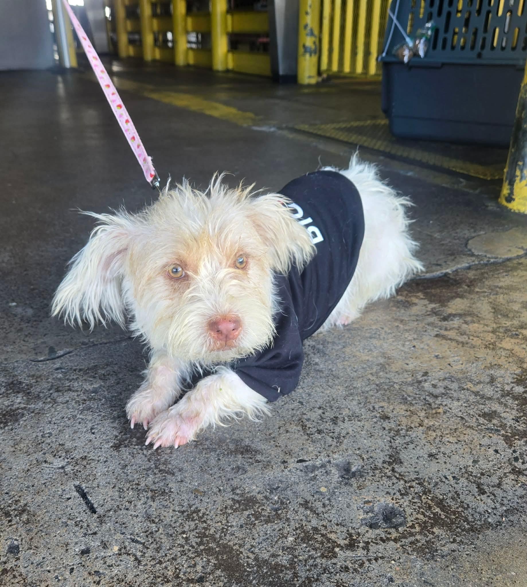 Pandora, ADOPTABLE, Young Female Terrier.