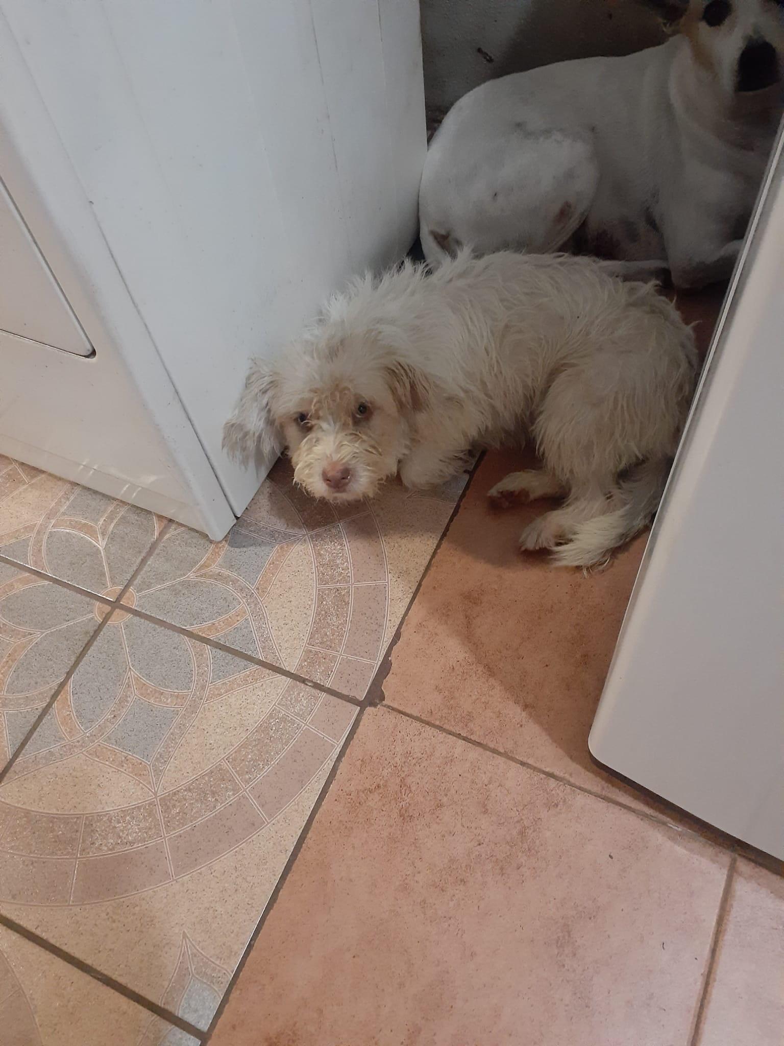 Pandora, adopted, Young Female Terrier.