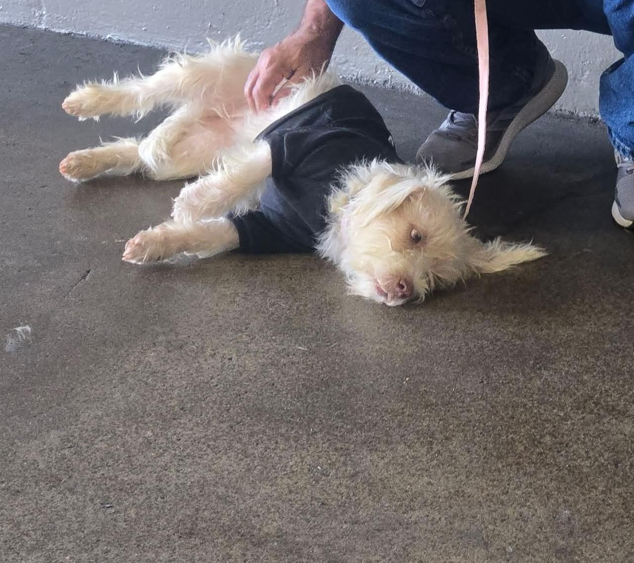 Pandora, a ADOPTABLE mixed breed in Huntington, NY image 3/3