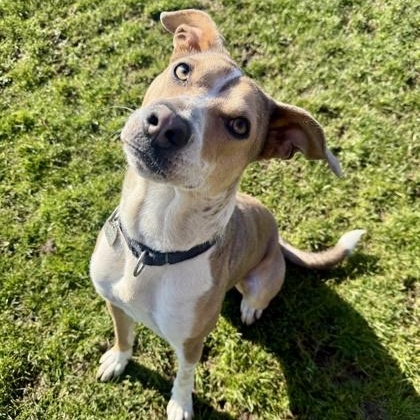 Jade, ADOPTABLE, Adult Female Mixed Breed.