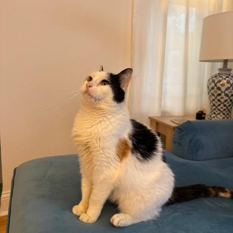 Darla, a Adoptable mixed breed in Chicago, IL image 2/6