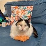 Darla, a Adoptable mixed breed in Chicago, IL image 6/6
