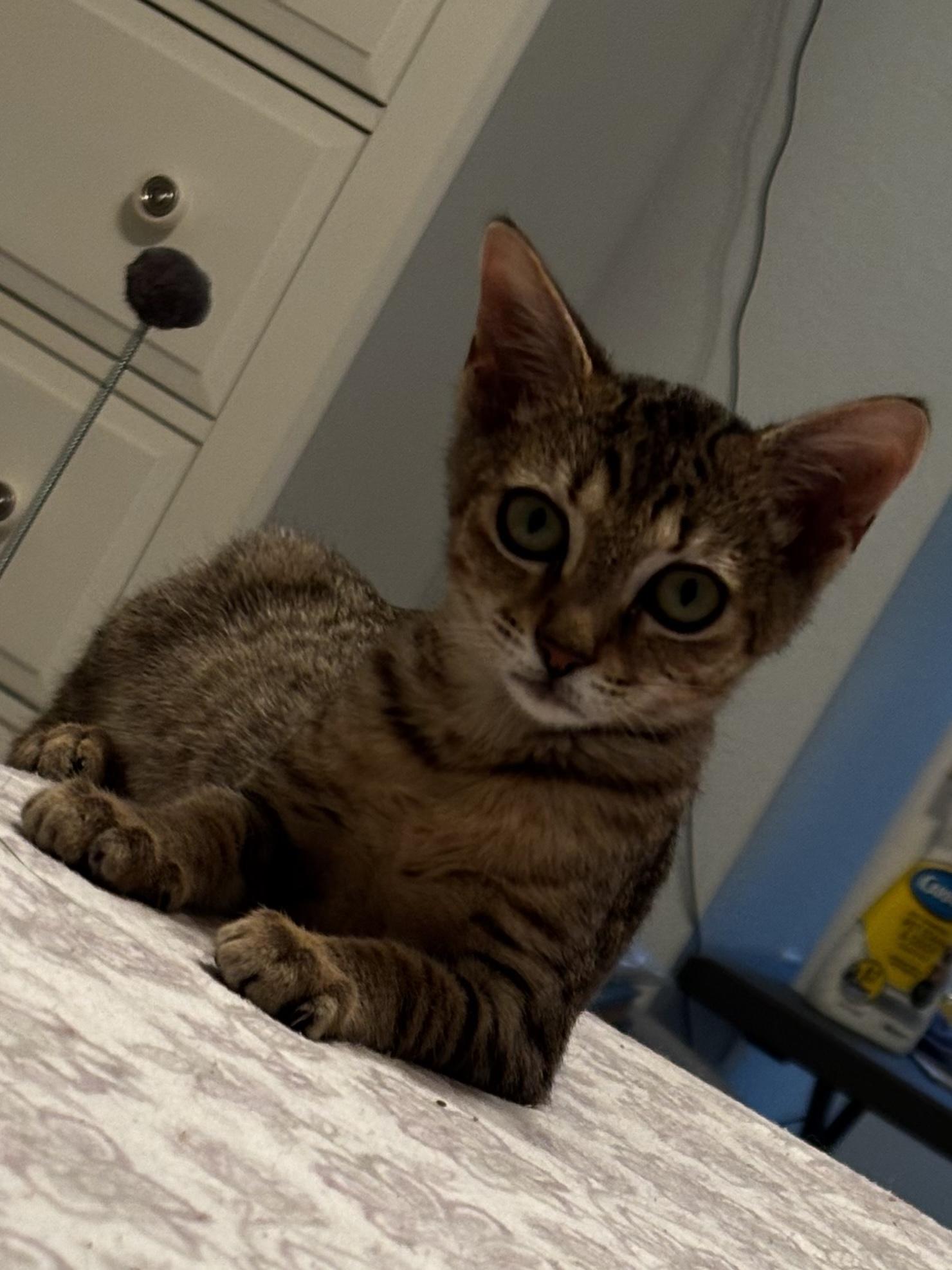 Fawny