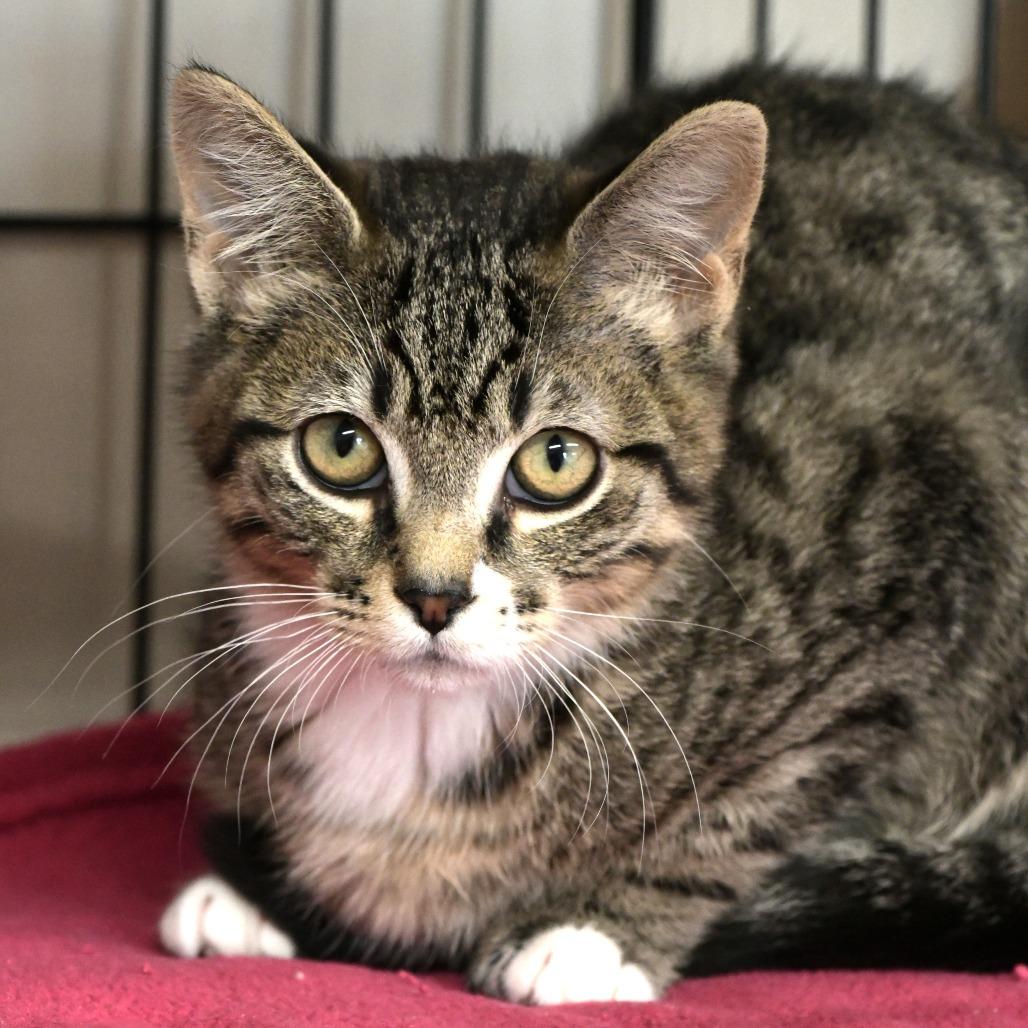 Rico, Adoptable, Young Male Domestic Short Hair.
