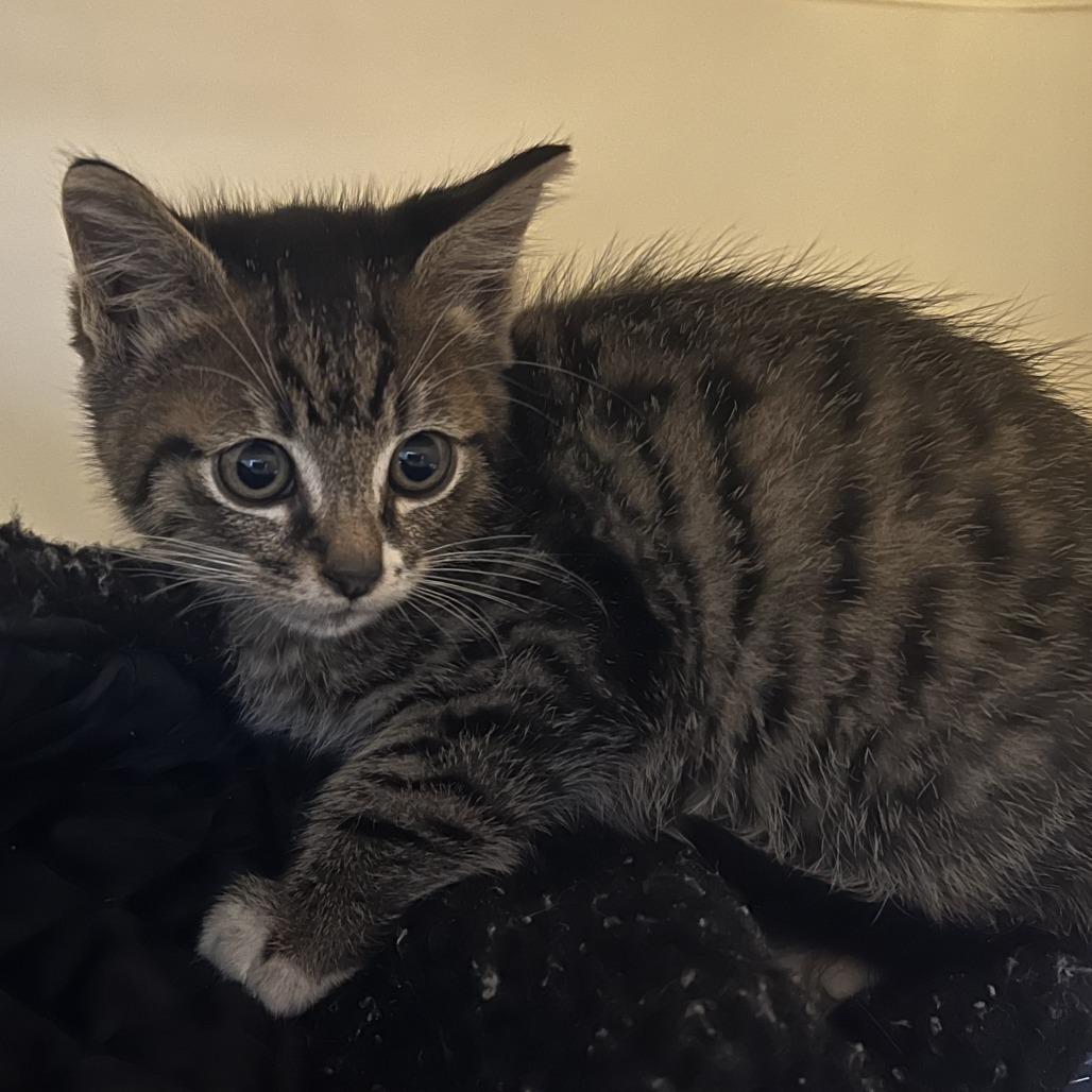 Enlarge Rico, a Adoptable Domestic Short Hair in Chilliwack, BC image 2/6